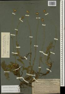 Tanacetum uniflorum (Fisch. & C. A. Mey.) Sch. Bip., Caucasus, Azerbaijan (K6) (Azerbaijan)