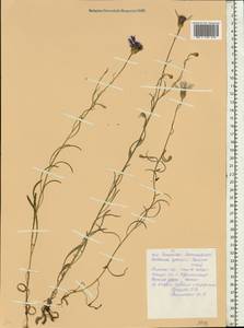 Centaurea cyanus L., Eastern Europe, Belarus (E3a) (Belarus)