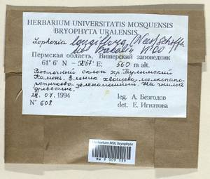 Lophozia longiflora (Nees) Schiffn., Bryophytes, Bryophytes - Permsky Krai, Udmurt Republic, Sverdlovsk & Kirov Oblasts (B8) (Russia)