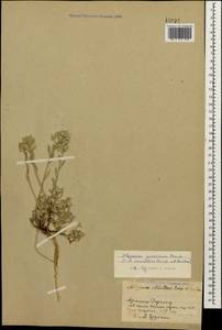 Alyssum persicum Boiss., Caucasus, Armenia (K5) (Armenia)