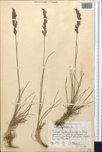 Poa angustifolia L., Middle Asia, Western Tian Shan & Karatau (M3) (Uzbekistan)