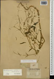 Gypsophila pilosa Huds., Caucasus, Azerbaijan (K6) (Azerbaijan)