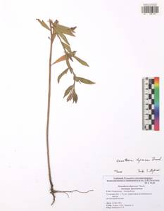 Oenothera villosa subsp. villosa, Eastern Europe, Central region (E4) (Russia)