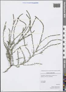 Salsola collina Pall., Eastern Europe, Eastern region (E10) (Russia)