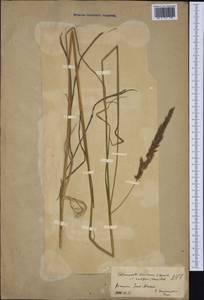 Calamagrostis acutiflora (Schrad.) DC., Western Europe (EUR) (Germany)