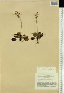 Pyrola grandiflora Radius, Siberia, Altai & Sayany Mountains (S2) (Russia)