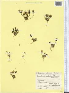 Comastoma falcatum (Turcz.) Toyokuni, Middle Asia, Pamir & Pamiro-Alai (M2) (Tajikistan)