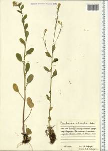 Barbarea stricta Andrz., Eastern Europe, Northern region (E1) (Russia)