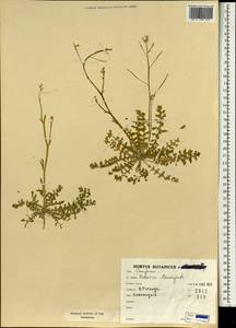 Brassica tournefortii Gouan, South Asia, South Asia (Asia outside ex-Soviet states and Mongolia) (ASIA) (Iran)