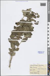 Lonicera tatarica L., Middle Asia, Caspian Ustyurt & Northern Aralia (M8) (Kazakhstan)