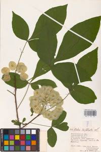 Ptelea trifoliata L., Eastern Europe, Lower Volga region (E9) (Russia)