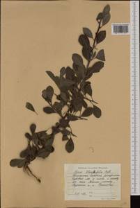 Pyrus elaeagrifolia Pall., Western Europe (EUR) (Bulgaria)