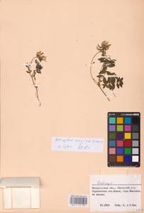 Astragalus australis (L.) Lam., Eastern Europe, West Ukrainian region (E13) (Ukraine)