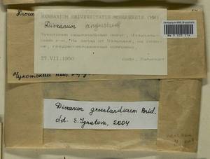 Dicranum groenlandicum Brid., Bryophytes, Bryophytes - Chukotka & Kamchatka (B21) (Russia)