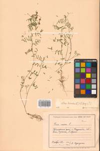 Vicia hirsuta (L.) Gray, Siberia, Russian Far East (S6) (Russia)