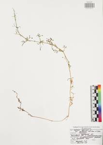 Galium spurium L., Eastern Europe, Central region (E4) (Russia)