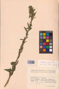 Oenothera × rubricaulis Kleb., Eastern Europe, Western region (E3) (Russia)