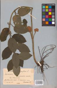 MHA 0 154 098, Melittis melissophyllum L., Eastern Europe, Belarus (E3a) (Belarus)