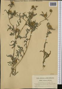 Centaurea iberica Trevis. ex Spreng., Western Europe (EUR) (Hungary)