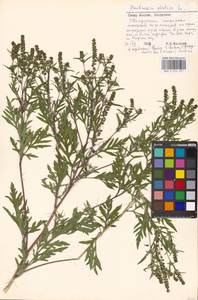 Ambrosia artemisiifolia L., Eastern Europe, Moscow region (E4a) (Russia)