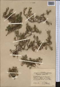 Polycnemum perenne Litv., Middle Asia, Western Tian Shan & Karatau (M3) (Uzbekistan)