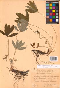 Potentilla alba L., Eastern Europe, Central region (E4) (Russia)