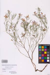 Astragalus arenarius L., Eastern Europe, Western region (E3) (Russia)