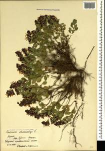 Teucrium chamaedrys L., Crimea (KRYM) (Russia)