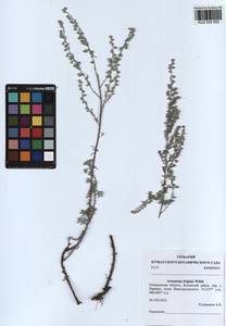 Artemisia frigida Willd., Siberia, Altai & Sayany Mountains (S2) (Russia)