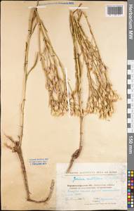 Jurinea multiflora (L.) B. Fedtsch., Eastern Europe, North Ukrainian region (E11) (Ukraine)