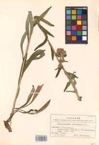 Campanula cervicaria L., Eastern Europe, Moscow region (E4a) (Russia)