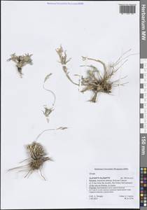 Poaceae, South Asia, South Asia (Asia outside ex-Soviet states and Mongolia) (ASIA) (Yemen)