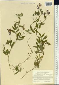 Lathyrus palustris subsp. palustris, Siberia, Russian Far East (S6) (Russia)