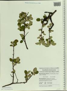 Cotoneaster melanocarpus G. Lodd., Eastern Europe, Northern region (E1) (Russia)