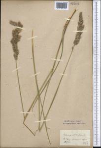 Calamagrostis epigejos (L.) Roth, Middle Asia, Northern & Central Kazakhstan (M10) (Kazakhstan)