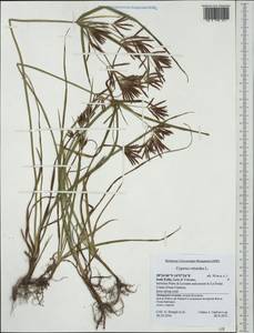 Cyperus rotundus L., Western Europe (EUR) (Italy)