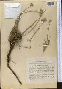 Seseli abolinii (Korovin) Schischk., Middle Asia, Dzungarian Alatau & Tarbagatai (M5) (Kazakhstan)