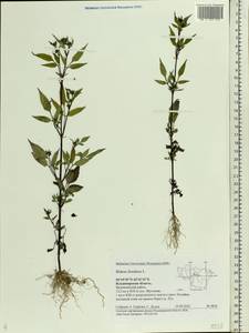 Bidens frondosa L., Eastern Europe, Central region (E4) (Russia)