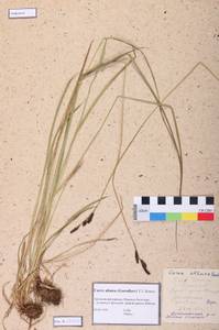 Carex altaica (Gorodkov) V.I.Krecz., Siberia, Altai & Sayany Mountains (S2) (Russia)