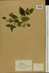 Prunus padus L., Eastern Europe, Belarus (E3a) (Belarus)