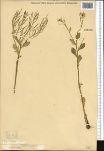 Barbarea vulgaris (L.) W.T. Aiton, Middle Asia, Muyunkumy, Balkhash & Betpak-Dala (M9) (Kazakhstan)