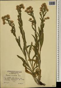 Erigeron acris subsp. acris, Caucasus, South Ossetia (K4b) (South Ossetia)