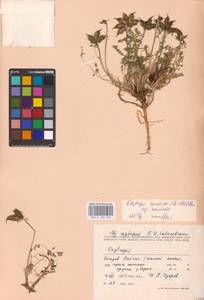 Oxytropis sordida (Willd.) Pers., Eastern Europe, Northern region (E1) (Russia)