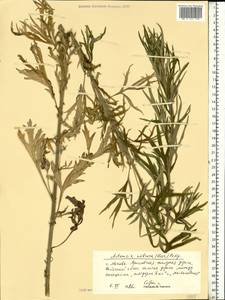 Artemisia dubia Wall. ex Besser, Eastern Europe, Moscow region (E4a) (Russia)