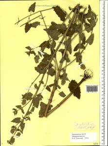 Nepeta cataria L., Eastern Europe, Eastern region (E10) (Russia)