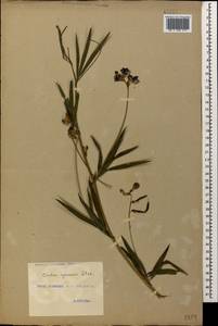 Lathyrus cyaneus (Steven) K.Koch, Caucasus, Georgia (K4) (Georgia)