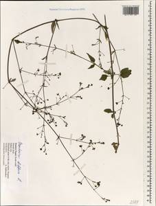 Boerhavia diffusa L., South Asia, South Asia (Asia outside ex-Soviet states and Mongolia) (ASIA) (Nepal)