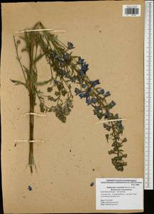 Delphinium cuneatum Stev. ex DC., Eastern Europe, Central region (E4) (Russia)