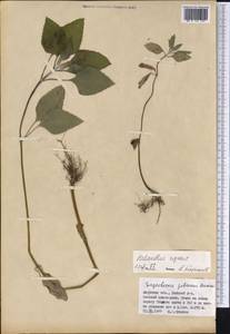 Helianthus pauciflorus subsp. pauciflorus, Siberia, Russian Far East (S6) (Russia)