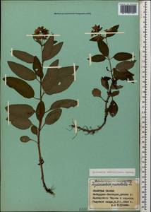 Lysimachia verticillaris Spreng., Caucasus, Stavropol Krai, Karachay-Cherkessia & Kabardino-Balkaria (K1b) (Russia)